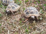 Griechische Landschildkröten - Marktbergel