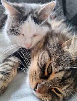 Tiger (braune) & Sunny (weiße) – Zusammen abzugeben in liebevolles Hände - Eisfeld