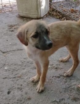 Maisie,verspieltes Mädchen sucht Familie - Unterföhring