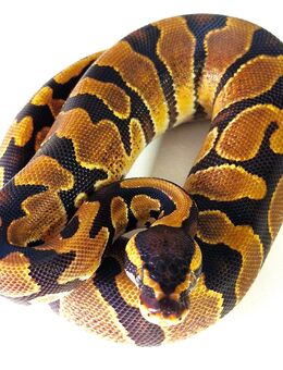 Königspython 1.0 Enchi dhet Ultramel Piebald - Esslingen (Neckar)