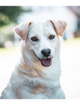 Nadirah - wartet in 35460 Staufenberg - Oberwies