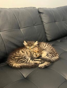 Bkh Mix Katzen babys suchen ein zuhause ! - Dortmund