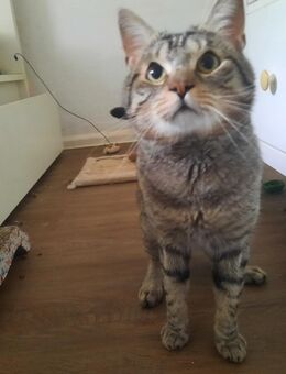 Liebevoller Kater (4 Jahre) sucht ein neues Zuhause - Magdeburg