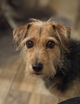 Lea braucht eine Familie - Krefeld