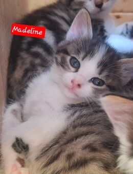 😻Katzenkitten😻 5 Wochen 🐾 - Saarbrücken