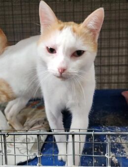 Niall; hübsches Katerle - Geilenkirchen