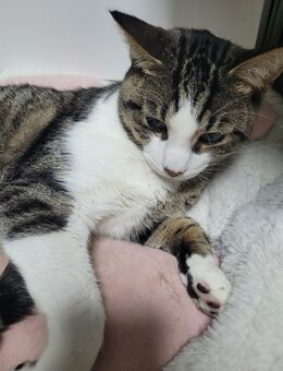 Jungkater zu verkaufen! - Wiesbaden Kastel