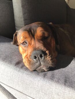 Bauer k - Hauenstein