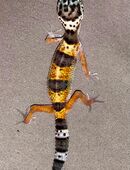 Leopardgecko Weibchen in 38440