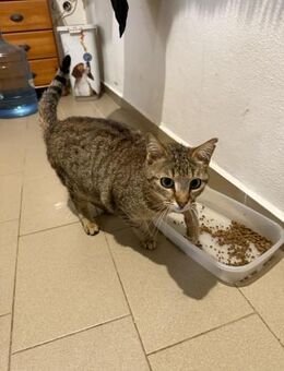 Gudrun aus dem Tierschutz - Grevenbroich