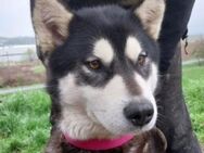LUNA wurde einfach ausgesetzt - Gefrees