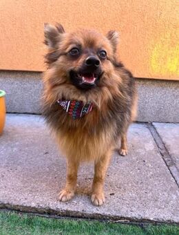 ✨ Oliver 1,5 Jahre junger Kleinspitz - Kassel