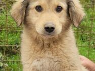 Verspielter Caius 💗 sucht Liebe + Spaß! - Hamburg