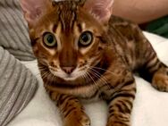 Bengal Kater suchen ein neues Zuhause - Pfarrkirchen Zentrum