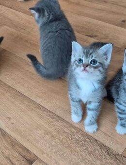 BKH Mix Kitten Katzen Geimpft - Hattingen