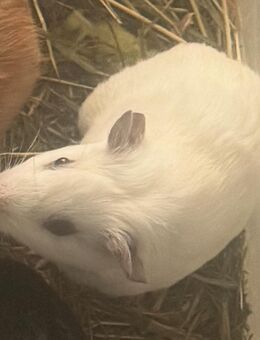 Meerschweinchen jungs - Dortmund
