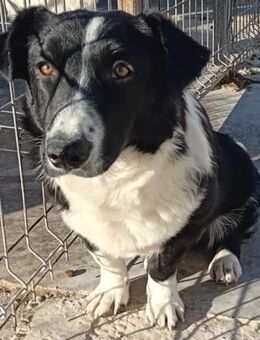 DUNJA - ausgeglichen, lieb - Weilheim (Oberbayern)