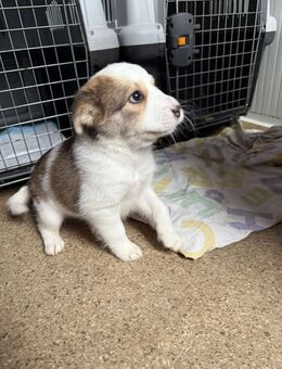 Baby ❤️ 🐾 KALEA auf der Suche... - Eichendorf