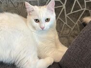 Charmanter BKH-Mix-Kater - Oberstaufen