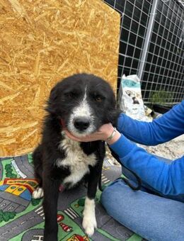 Tommy - pfiffig und sportlich - Dreikirchen