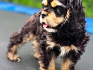 Amerikan Cocker Spaniel Rüde Welpe - Zeven