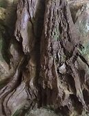 Terrarien 3D Rückwand für 80er Becken! in 45144