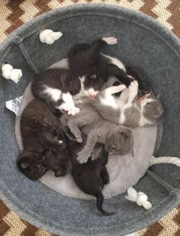 2 bezaubernde Baby-Kitten suchen ein liebevolles Zuhause Auszugsbereit - Castrop-Rauxel