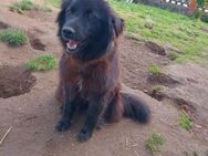 Liebe💕Indra💕 sucht ihre Menschen 💕🐾 - Freilassing