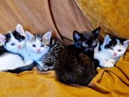 BKH-MIX Kätzchen suchen ein liebevolles zu Hause - Arnstadt