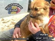FIONA-ein flauschiges Bündel Liebe - Waakirchen
