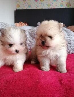 Reinrassige Pomeranian Welpen - Kyritz