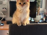 BKH Kitten Britisch Kurzhaar Katze - Berlin