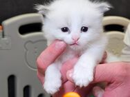Ragdoll Kitten mit Stammbaum — aus liebevoller Familienaufzucht - Mönchengladbach