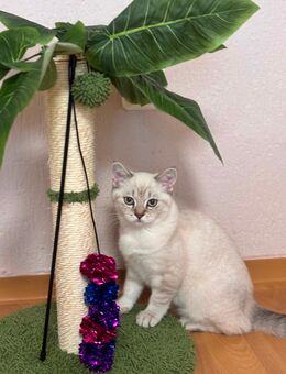 Reinrassige BKH Kitten - Neustadt (Waldnaab) Sankt Felix