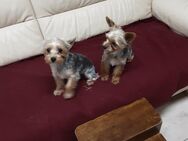 Reinrassige Yorkshire Terrier Welpen verkaufen - Gammertingen