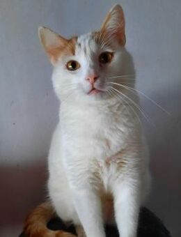 🆘🐾Sanfter Kater Sorel ruhiges Zuhaus🐾 - Eislingen (Fils)