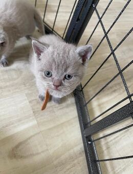 BKH Kitten Lilac - Leingarten