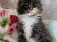 =^..^=Bezaubernde Maine Coon kitten mit Stammbaum aus seriöser Zucht =^..^= - Bad Berleburg