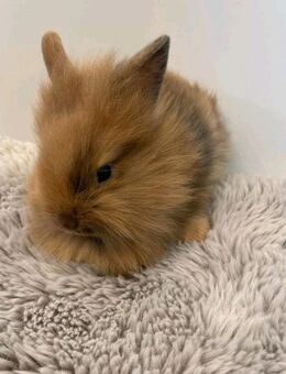 Löwenkopf /Kaninchen Babys❤️ - Neuburg (Donau) Zentrum