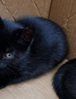 Kleine Samtpfötchen suchen ein liebevolles Zuhause 🐾 - Goch