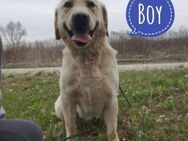 Boy ein Familienhund - Flörsheim-Dalsheim