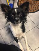 Chihuahua Rüden in 52477