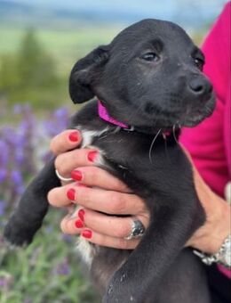 Maria 🐾 eine Freundin fürs Leben - München