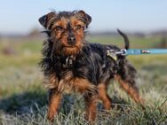 Kalinka - Yorki-Mix - 1 Jahr - Tierhilfe Franken e.V. - Lauf (Pegnitz) Zentrum