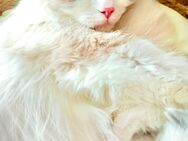 Deckkater Ragdoll - 1 Jahr jung & bereit für Damenbesuch - Siegen (Universitätsstadt)