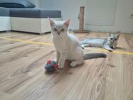 Zuckersüß BKH Kitten - Köln