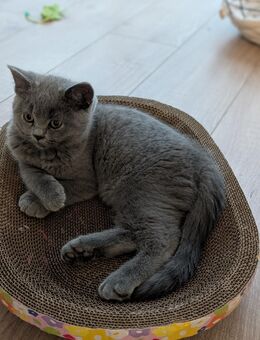 Unser zuckersüße und reinrassige Britisch Kurzhaar Kitten suchen ein neues und liebevolles Zuhause! - Gummersbach