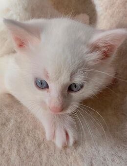 Traumhafte Kitten suchen liebevolle Familien - Rellingen