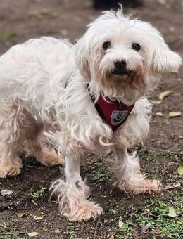 Isabell hat ein liebevolles Wesen - Schafflund