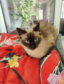 Siamkatze Bella - Eichenzell